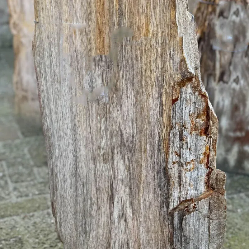Versteend hout deels gepolijst
