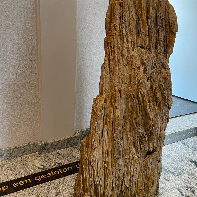 versteend hout rondom ruw